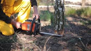 Best Arborist Consultation Services  in Fernandina Beach, FL