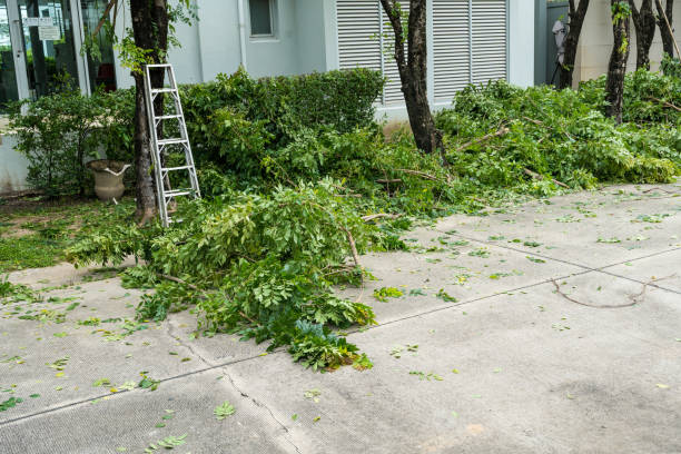 Best Hedge Trimming  in Fernandina Beach, FL