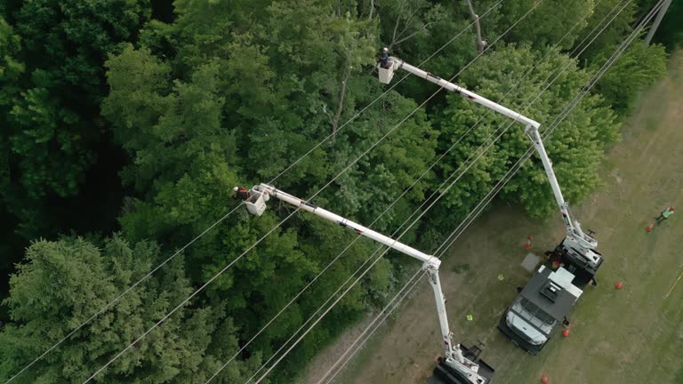 How Our Tree Care Process Works  in  Fernandina Beach, FL