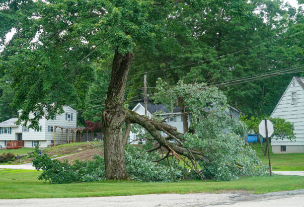 Best Tree Disease Treatment  in Fernandina Beach, FL