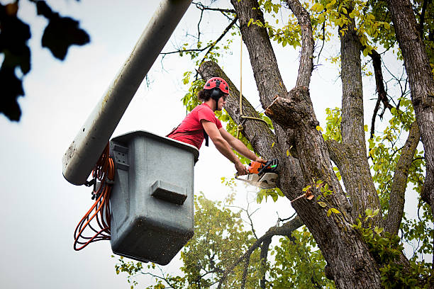 Reliable Fernandina Beach, FL Tree Care  Solutions